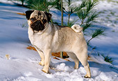 DOG 19 CE0055 01
Pug Standing On Snow By Pine Tree