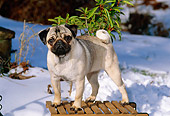 DOG 19 CE0056 01
Pug Standing On Sled By Shrub And Snow