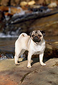 DOG 19 CE0057 01
Pug Standing On Boulder By Waterfall
