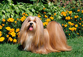 DOG 19 CE0058 01
Lhasa Apso Standing On Grass By Orange Marigolds