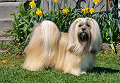 DOG 19 CE0059 01
Lhasa Apso Standing On Grass By Yellow Flowers And Wooden Steps
