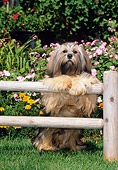 DOG 19 CE0060 01
Lhasa Apso Standing Up On Fence Rail On Grass By Flowers
