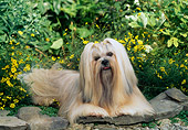 DOG 19 CE0061 01
Lhasa Apso Laying On Stone By Yellow Flowers