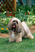 DOG 19 CE0062 01
Lhasa Apso Standing On Grass By Garden