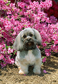 DOG 19 CE0063 01
Lhasa Apso Sitting On Dry Grass By Pink Flowers