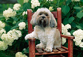 DOG 19 CE0064 01
Lhasa Apso Sitting On Wooden Chair By White Hydrangea