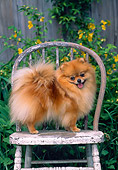 DOG 19 CE0065 01
Pomeranian Standing On Wooden Chair In Garden