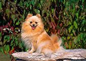 DOG 19 CE0066 01
Pomeranian Sitting On Rock By Shrubs