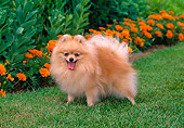DOG 19 CE0067 01
Pomeranian Standing On Grass By Orange Marigolds And Shrubs