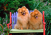 DOG 19 CE0068 01
Two Pomeranians Sitting On Colorful Bench By Shrubs
