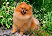 DOG 19 CE0069 01
Pomeranian Sitting By Shrubs