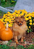 DOG 19 CE0070 01
Pomeranian Sitting By Pumpkins And Yellow Flowers