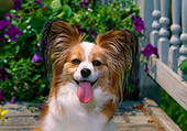 DOG 19 CE0071 01
Head Shot Of Papillon Sitting On Porch By Shrub