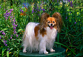 DOG 19 CE0073 01
Papillon Standing On Table By Purple Flowers