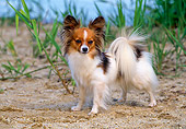 DOG 19 CE0074 01
Papillon Standing On Sand Tall Grass And Water