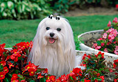 DOG 19 CE0075 01
Head Shot Of Maltese Sitting In Red Flowers