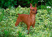 DOG 19 CE0077 01
Miniature Pinscher Standing In Foliage