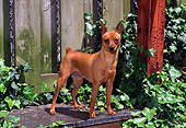 DOG 19 CE0078 01
Miniature Pinscher Standing On Step By Fence And Foliage