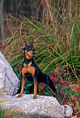 DOG 19 CE0079 01
Miniature Pinscher Standing On Rock In Field