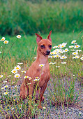 DOG 19 CE0080 01
Miniature Pinscher Sitting In Field With White Flowers