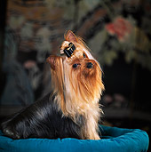 DOG 19 DC0001 01
Yorkshire Terrier With Bow Sitting On Dog Bed