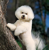 DOG 19 DC0008 01
Bichon Frise Standing On Hind Legs Against Tree