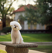 DOG 19 DC0014 03
Bichon Frise Sitting On Cement Table