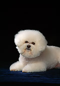 DOG 19 DC0018 02
Head Shot Of Bichon Frise On Blue Cloth
