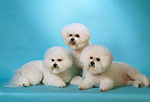 DOG 19 DC0020 01
A Group Of Bichon Frise Dogs