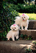 DOG 19 DC0079 01
Portrait Of Two Maltese Dogs Wearing Bows On Steps
