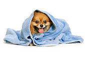 DOG 19 DC0094 01
Pomeranian Wrapped In Towel White Seamless Studio