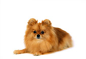 DOG 19 DC0096 01
Portrait Of Pomeranian Dog Laying