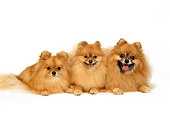 DOG 19 DC0099 02
Portrait Group Shot Of Pomeranian Dogs Laying Together