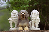DOG 19 DC0111 01
Portrait Of Lowchen Dog Laying By Statues
