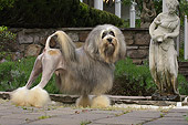 DOG 19 DC0113 01
Portrait Of Lowchen Dog Standing On Pavement By Statue