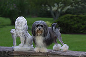 DOG 19 DC0114 01
Portrait Of Lowchen Dog Standing By Statue
