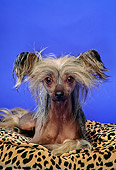 DOG 19 DC0118 01
Portrait Head Shot Of Chinese Crested Dog Laying On Pillow Studio