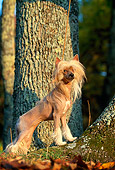 DOG 19 DC0120 01
Portrait Of Chinese Crested Dog Standing By Trees