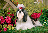 DOG 19 FA0003 01
Shih Tzu Sitting On Grass By Flowers And Wagon Wheel