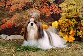 DOG 19 FA0004 01
Shih Tzu Sitting On Grass By Flowers And Autumn Trees