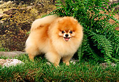 DOG 19 FA0005 01
Pomeranian Standing On Grass By Fern