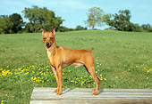 DOG 19 FA0006 01
Miniature Pinscher Standing On Wooden Deck By Field Blue Sky