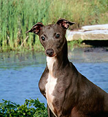 DOG 19 FA0008 01
Head Shot Of Italian Greyhound Sitting By Pond