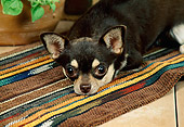 DOG 19 FA0012 01
Head Shot Of Chihuahua Laying On Striped Rug