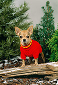 DOG 19 FA0013 01
Chihuahua Wearing Red Sweater Standing On Log