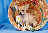 DOG 19 FA0014 01
Chihuahua Sitting In Basket With Daisies Blue Background