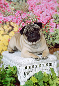 DOG 19 FA0016 01
Pug Laying On White Wicker Footrest By Flowers