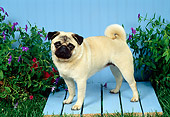 DOG 19 FA0018 01
Pug Standing On Blue Platform On Grass By Flowers