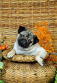 DOG 19 FA0020 01
Shoulder Shot Of Pug Sitting In Round Basket By Orange Flowers