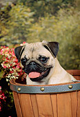 DOG 19 FA0021 01
Head Shot Of Pug Sitting In Round Basket By Flowers Trees